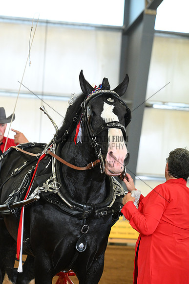 AJB_3681