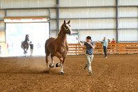 Junior Showmanship