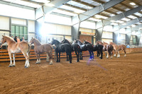 Senior Showmanship