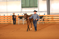 Open Western Lunge Line Trot In