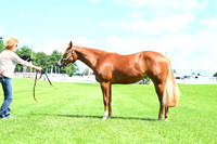 AJB_8095