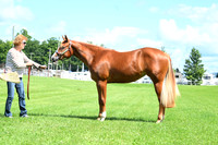 AJB_8097