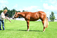 AJB_8100