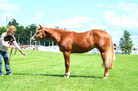 AJB_8101