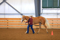 Amateur 2 Year Old Mares