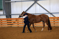 Amateur Aged Geldings