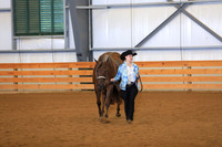 Amateur Performance Geldings