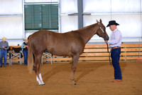 Amateur Yearling Geldings
