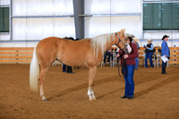 Open 2 Year Old Mares