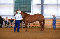 Open 3 year Old Geldings