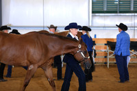 Open Aged Geldings