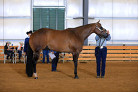 Open Aged Mares