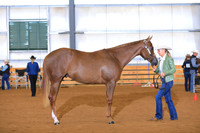 Open Yearling Geldings