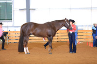 Youth Aged Geldings