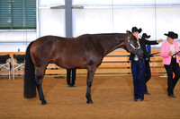 Youth Aged Mares