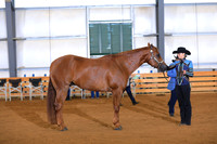 Youth Performance Geldings