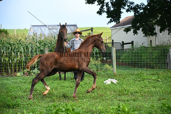AJB_3408