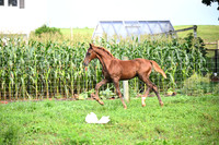 AJB_3409