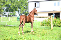 AJB_3417