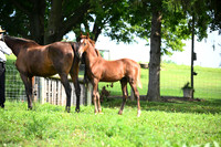 AJB_3419