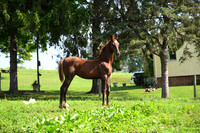 AJB_3427