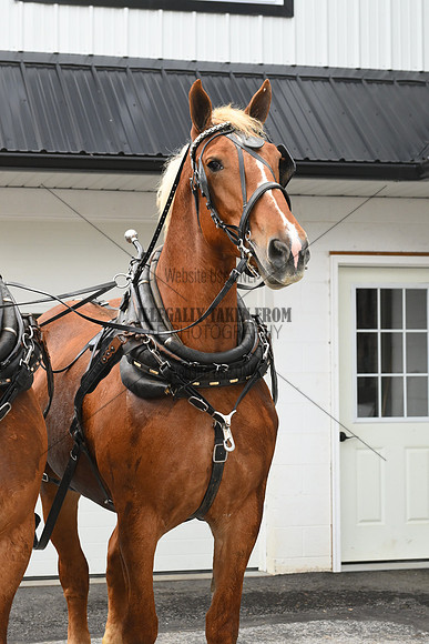 AJB_6804