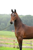 Lanchester Equine
