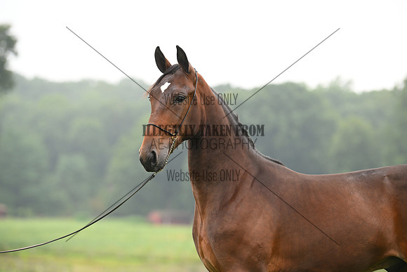 AJB_6762