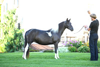 AJB_2806