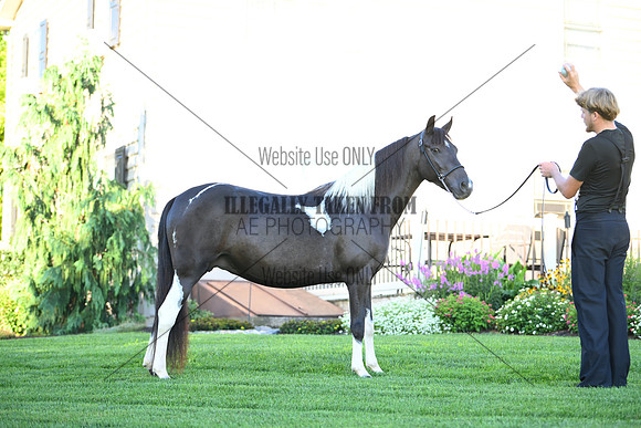 AJB_2806