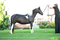 AJB_2808