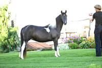 AJB_2811