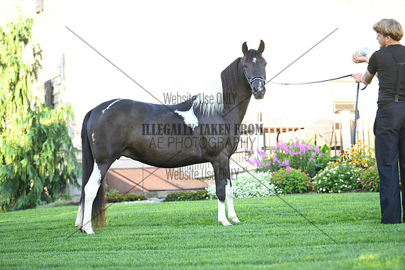 AJB_2811