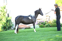 AJB_2813
