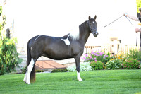 AJB_2815