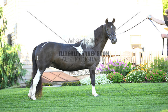 AJB_2815