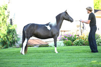 AJB_2816
