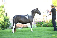 AJB_2817
