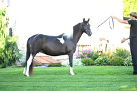 AJB_2818