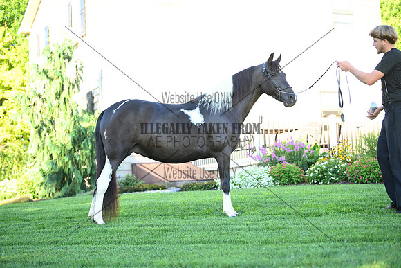 AJB_2819
