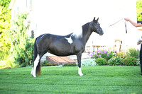 AJB_2820