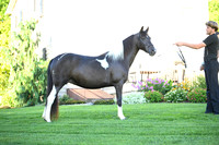 AJB_2822