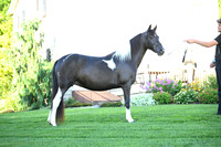 AJB_2823