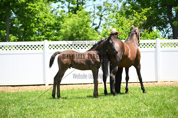 ASH_0468