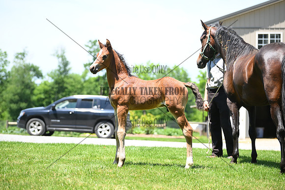 ASH_0545