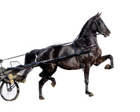 Archery Equine-photos