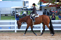 Amateur Hunter Under Saddle