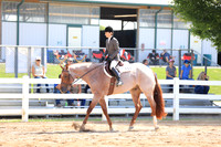 PQHA-The Equine Chronicle-QIP 3-Year-Old Hunter Under Saddle Futurity