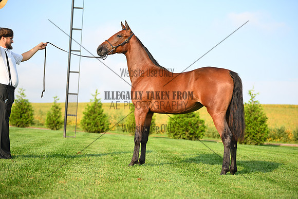 AJB_0704