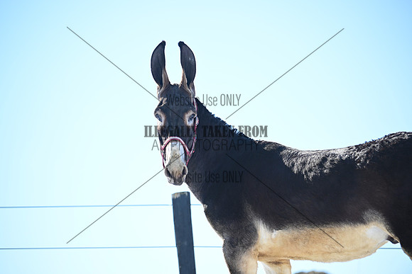file_177056330752
